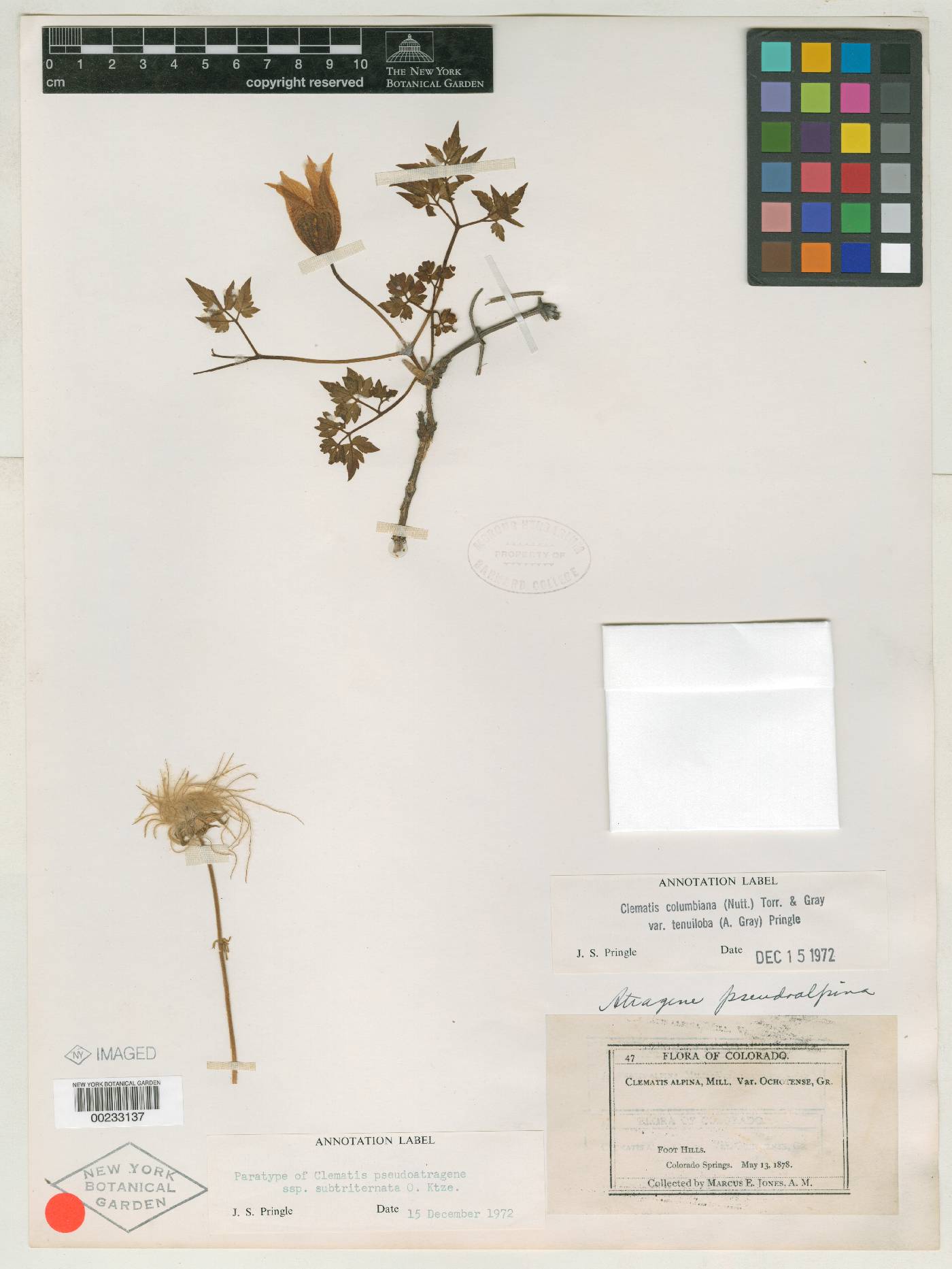 Clematis pseudoatragene subsp. subtriternata image