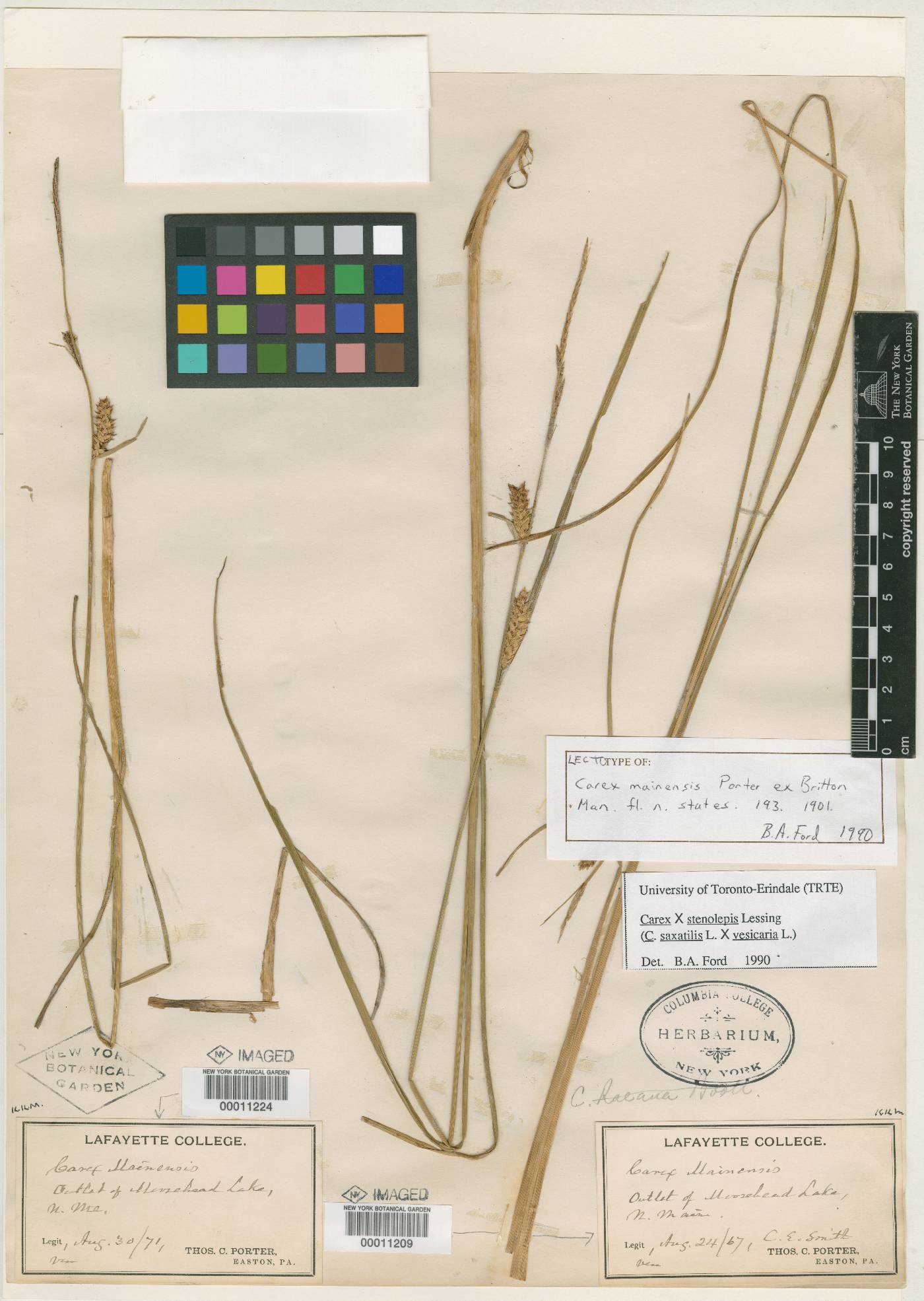 Carex mainensis image
