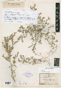 Zornia thymifolia image