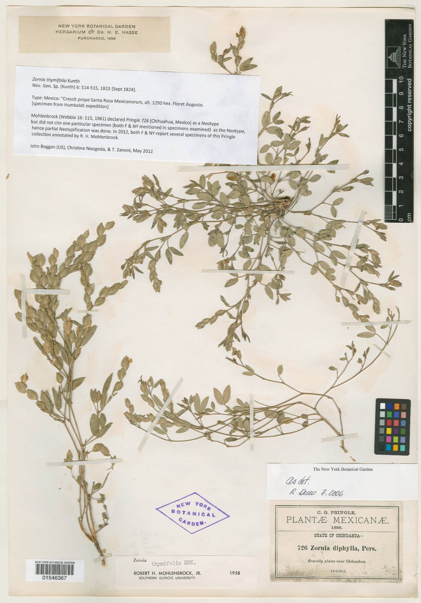 Zornia thymifolia image