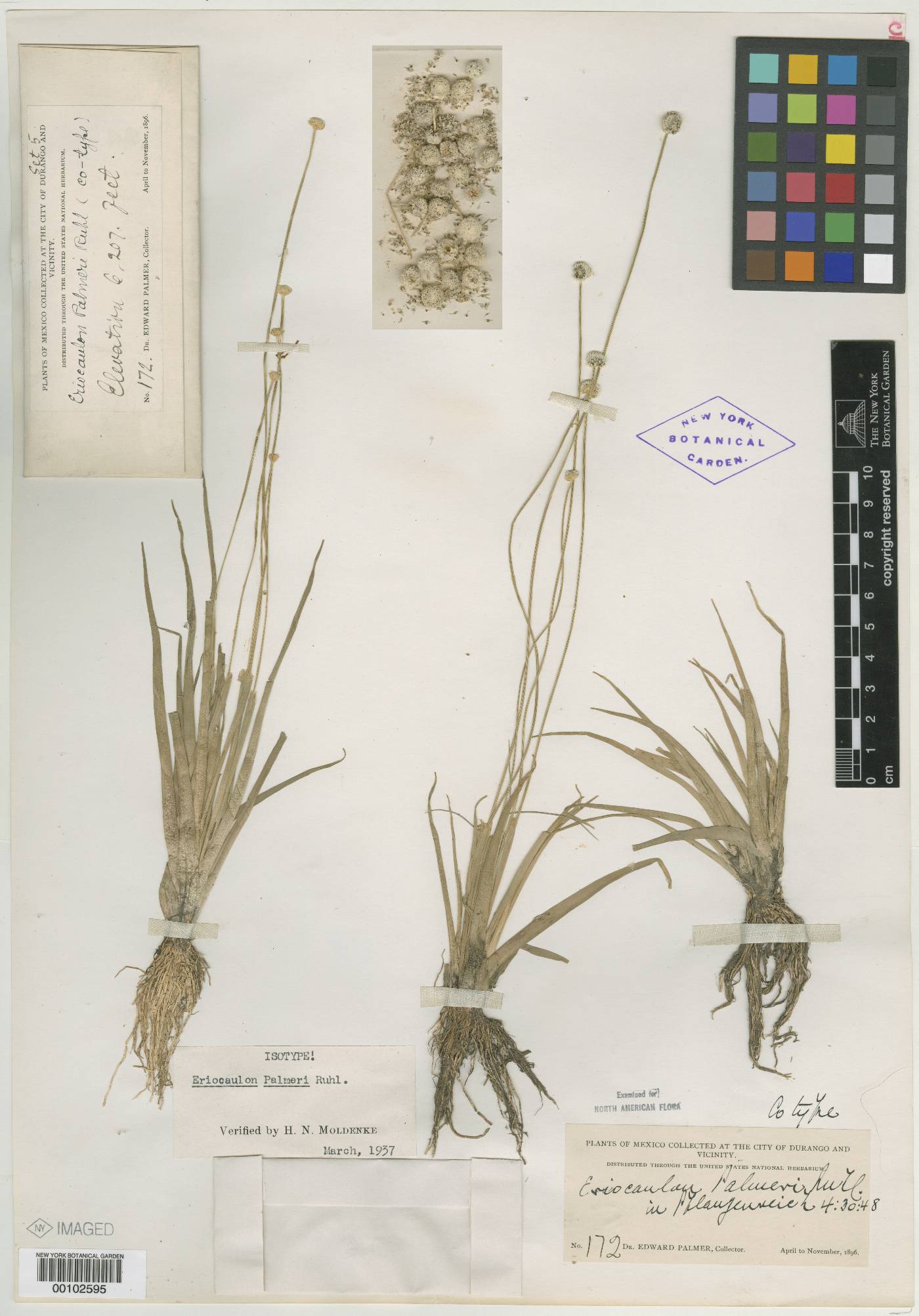 Eriocaulon benthamii image