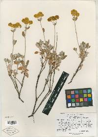 Eriogonum umbellatum var. argus image