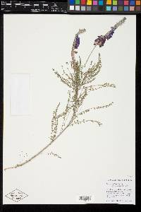 Marina catalinae image