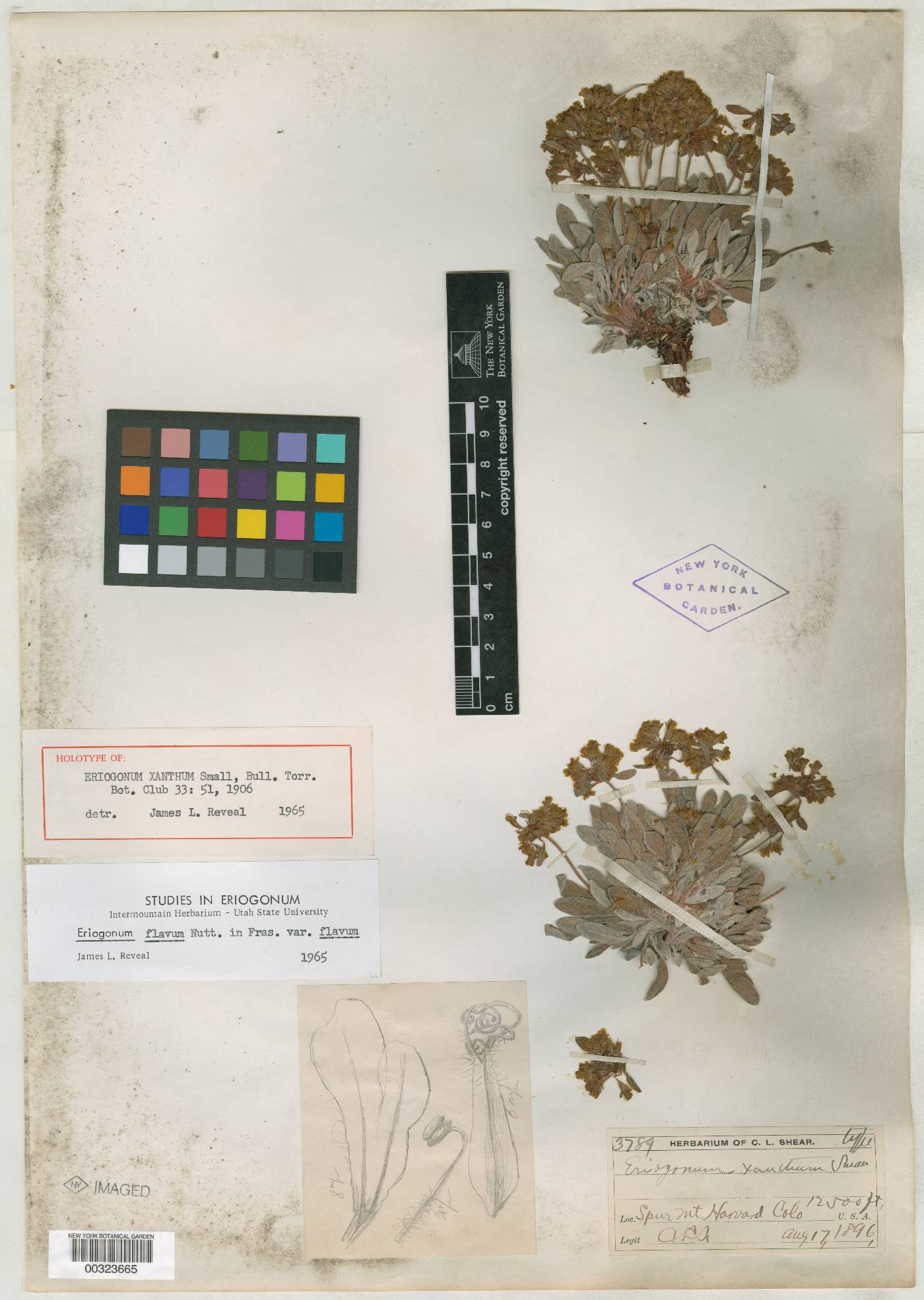 Eriogonum xanthum image