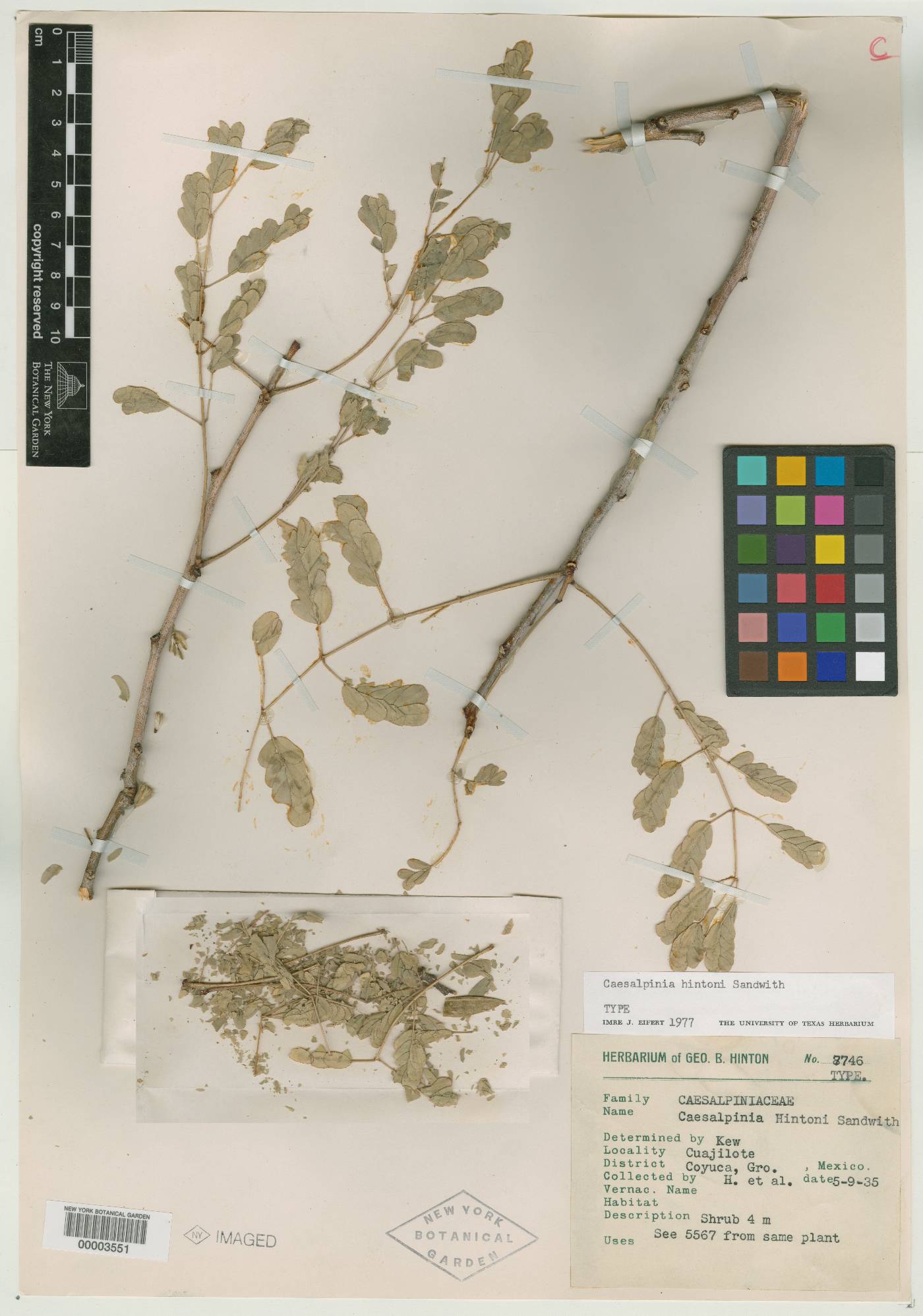 Caesalpinia hintonii image