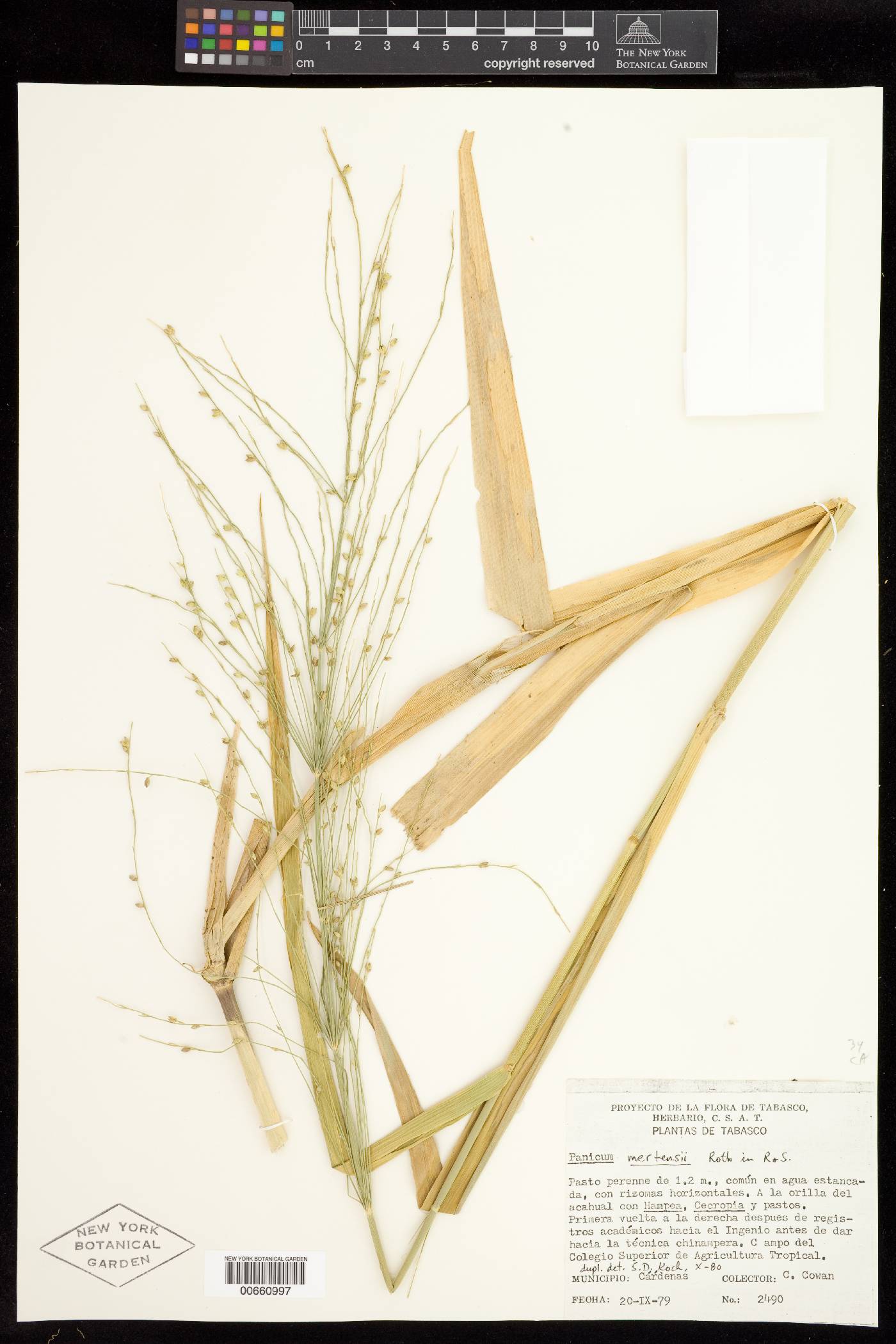 Panicum mertensii image