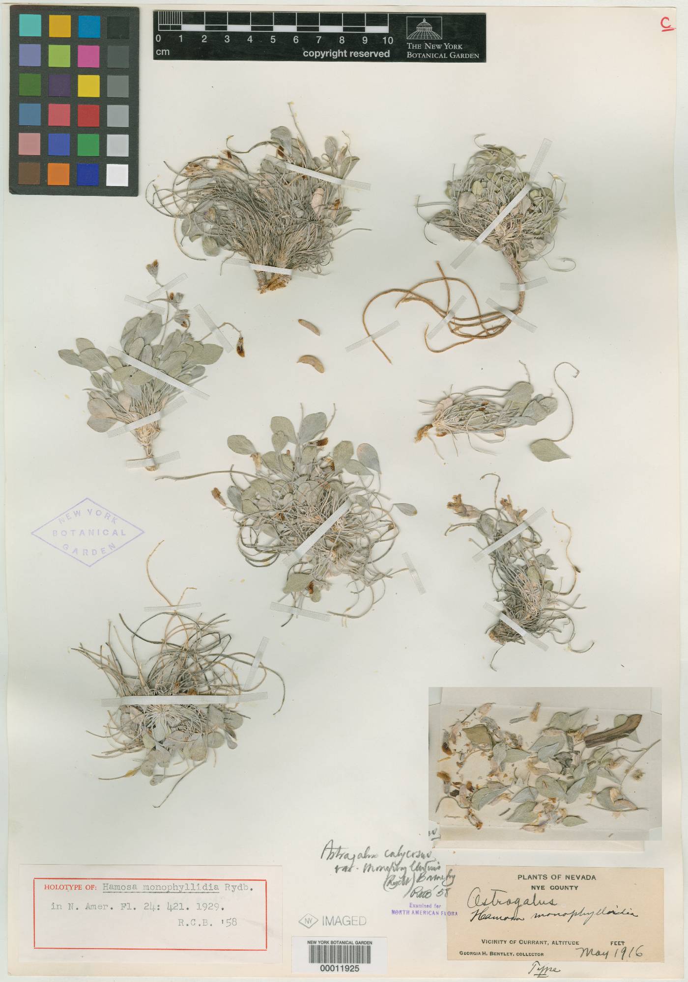 Hamosa monophyllidia image