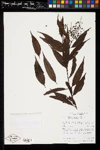 Miconia insularis image