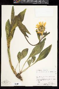 Helianthella quinquenervis image