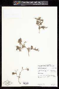 Cordylanthus kingii var. helleri image