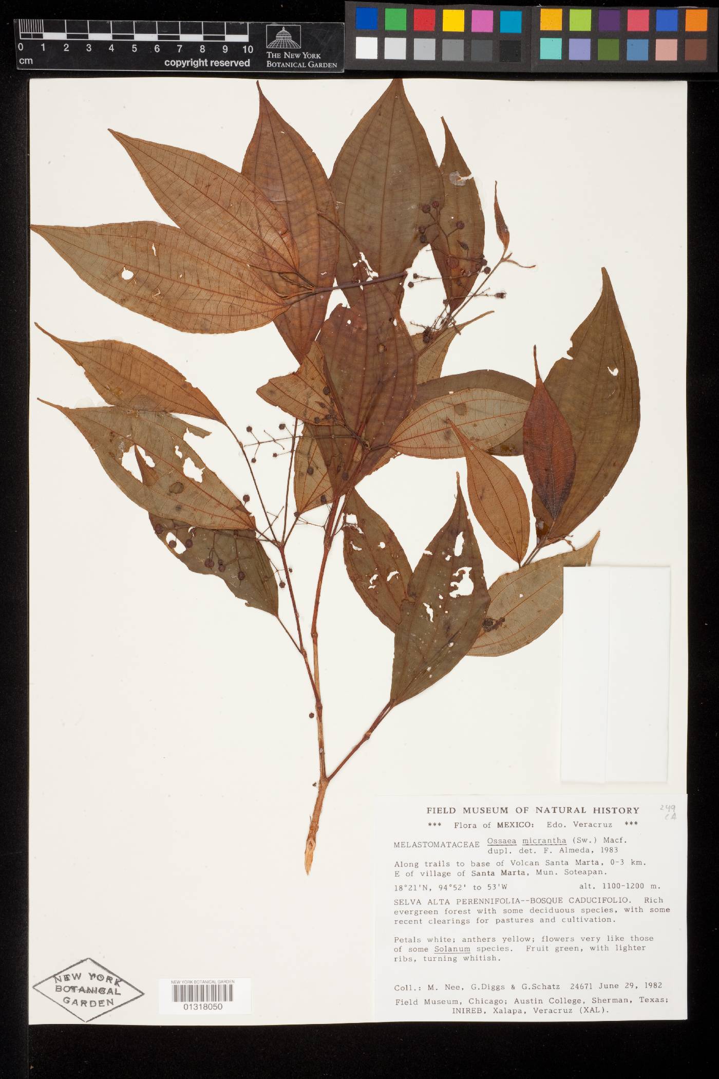 Miconia neomicrantha image