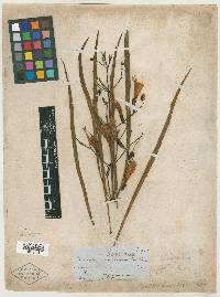 Astianthus longifolius image
