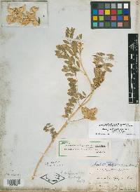 Astragalus lentiginosus var. toyabensis image