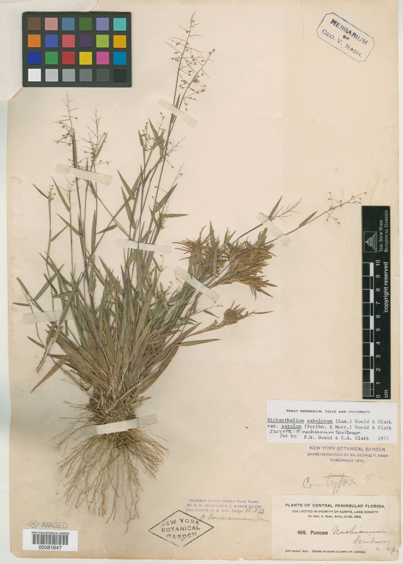 Panicum nashianum image
