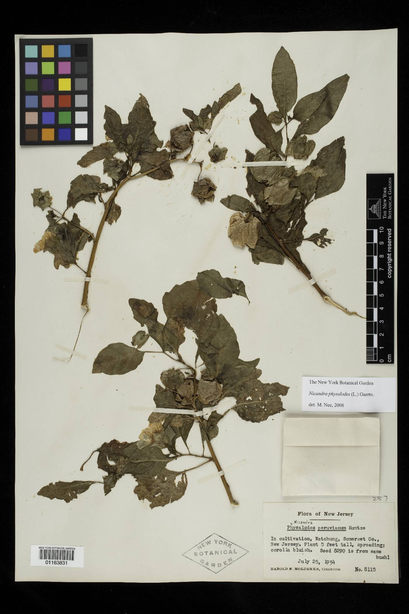 Nicandra physalodes image