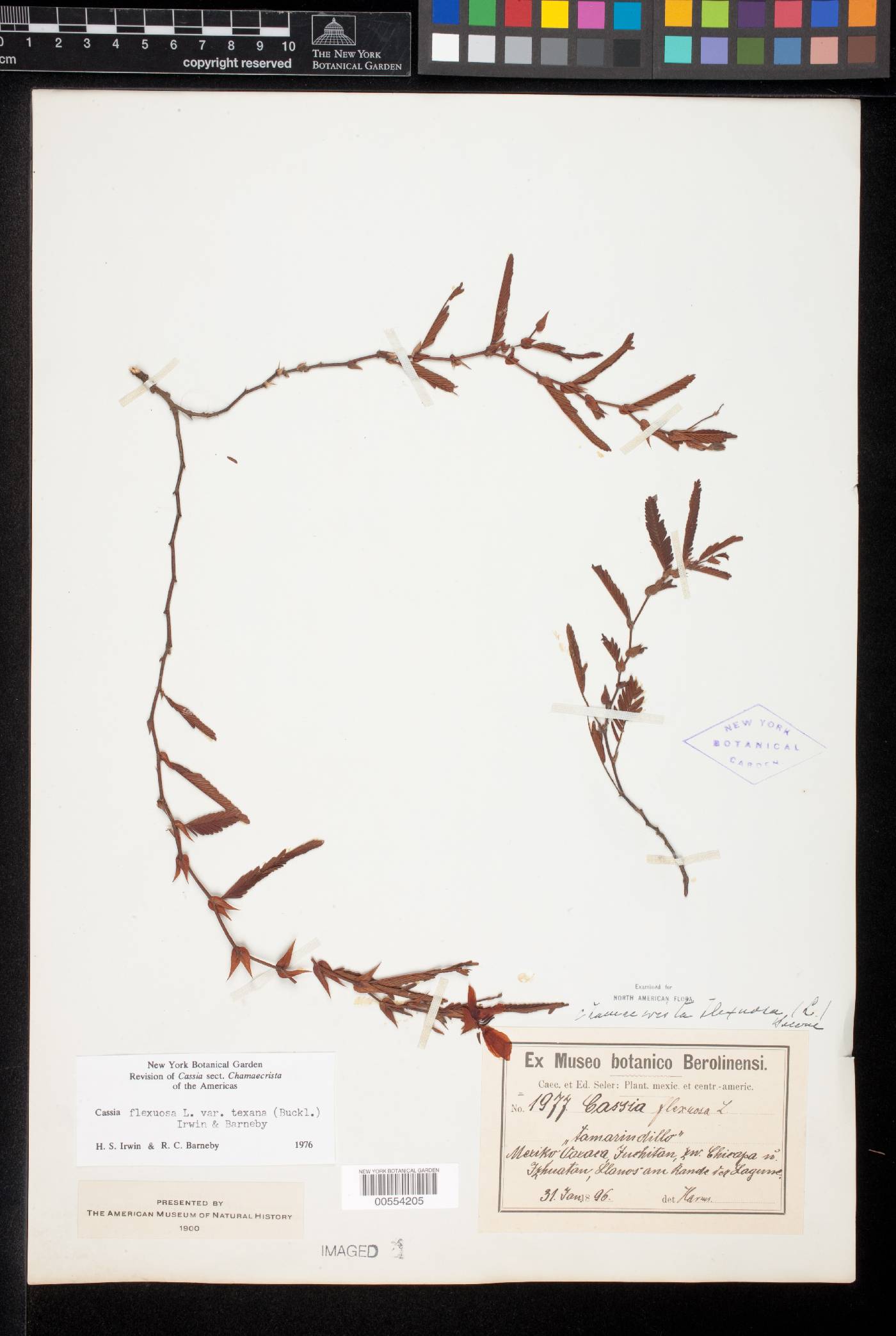 Chamaecrista flexuosa var. texana image