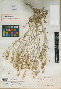 Image of Lepidium crandallii