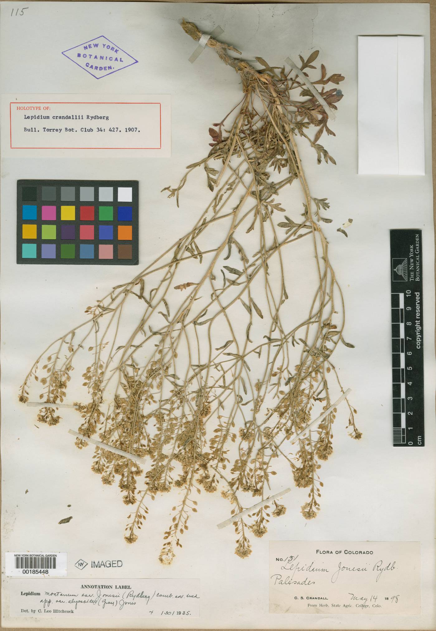 Lepidium crandallii image
