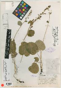 Image of Micranthes galacifolia
