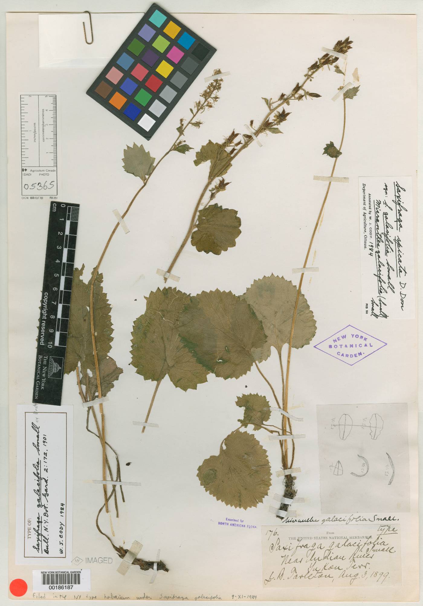 Micranthes galacifolia image