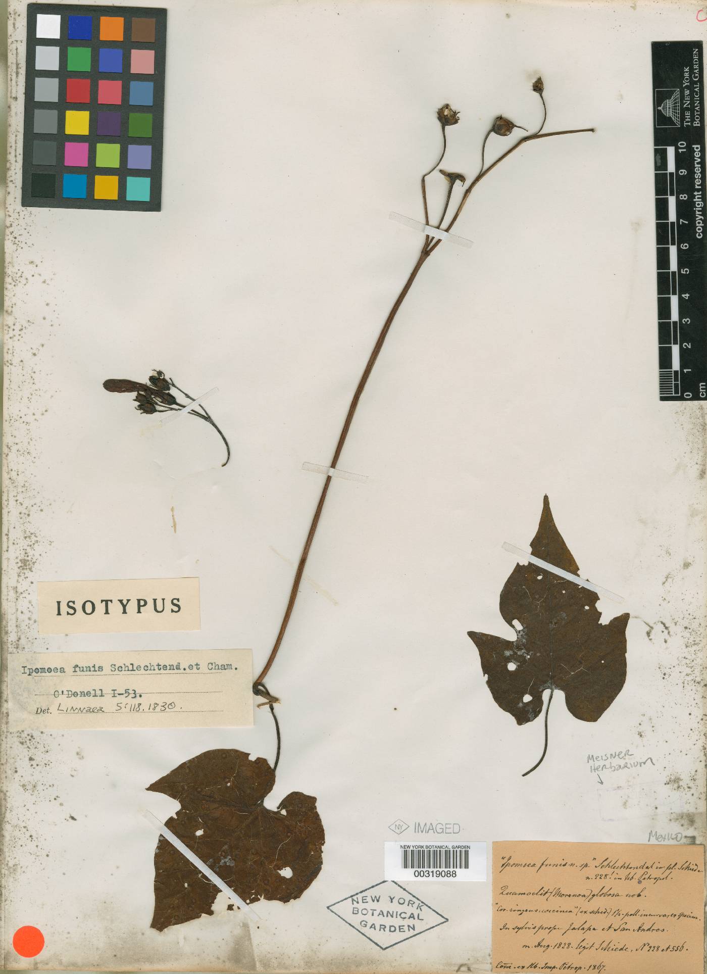 Ipomoea funis image