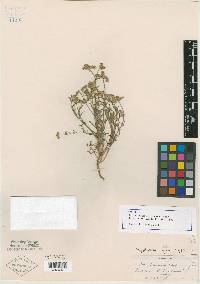 Eritrichium oxygonum image