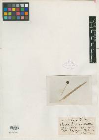 Scirpus congdonii image