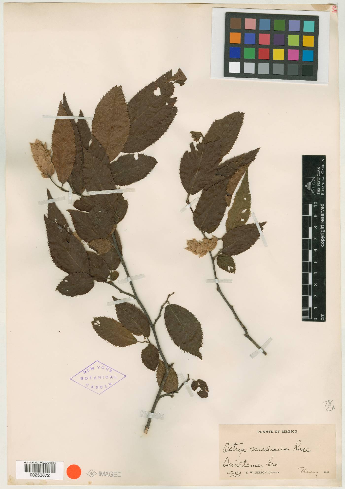 Ostrya virginiana subsp. guatemalensis image