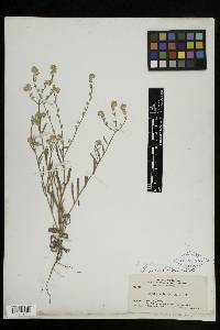 Cryptantha intermedia image