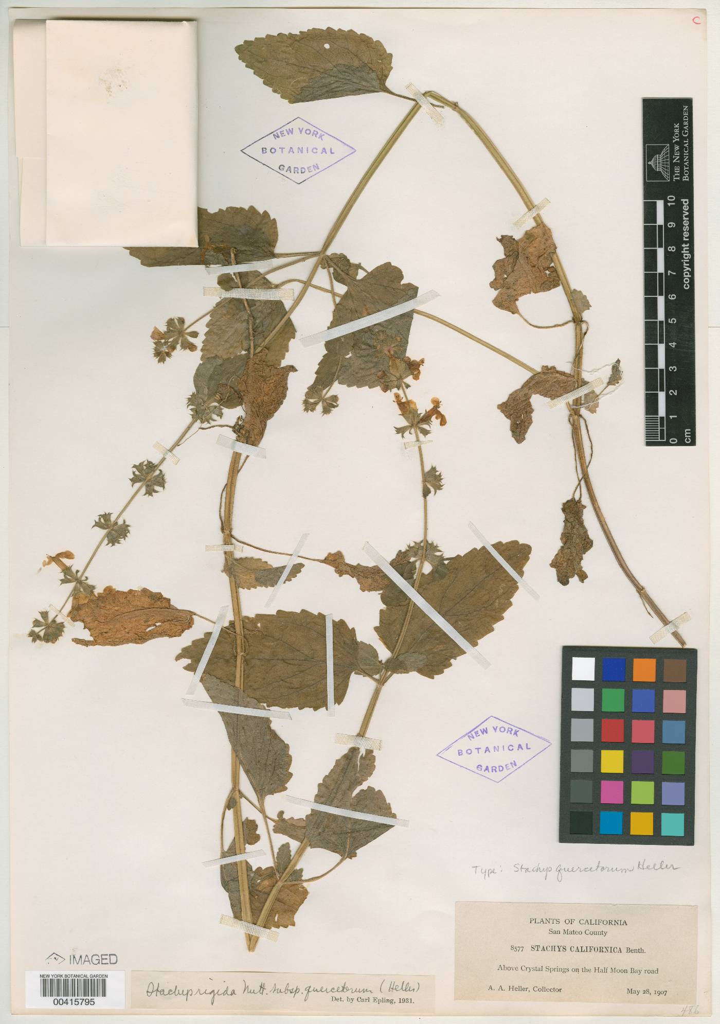 Stachys quercetorum image