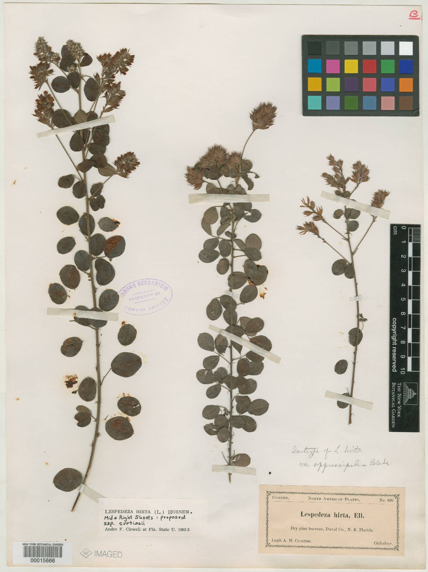 Lespedeza hirta var. appressipilis image