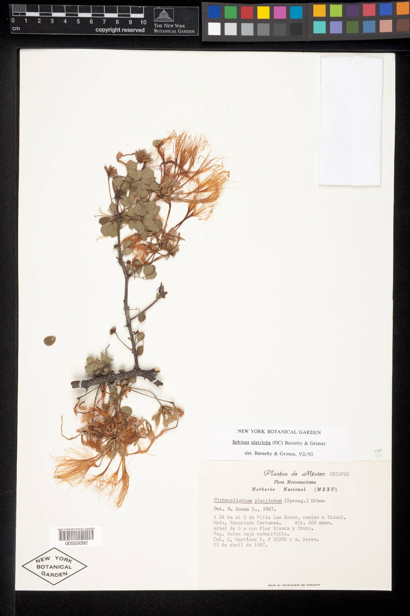 Sphinga platyloba image