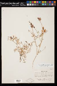 Image of Astragalus coriaceus