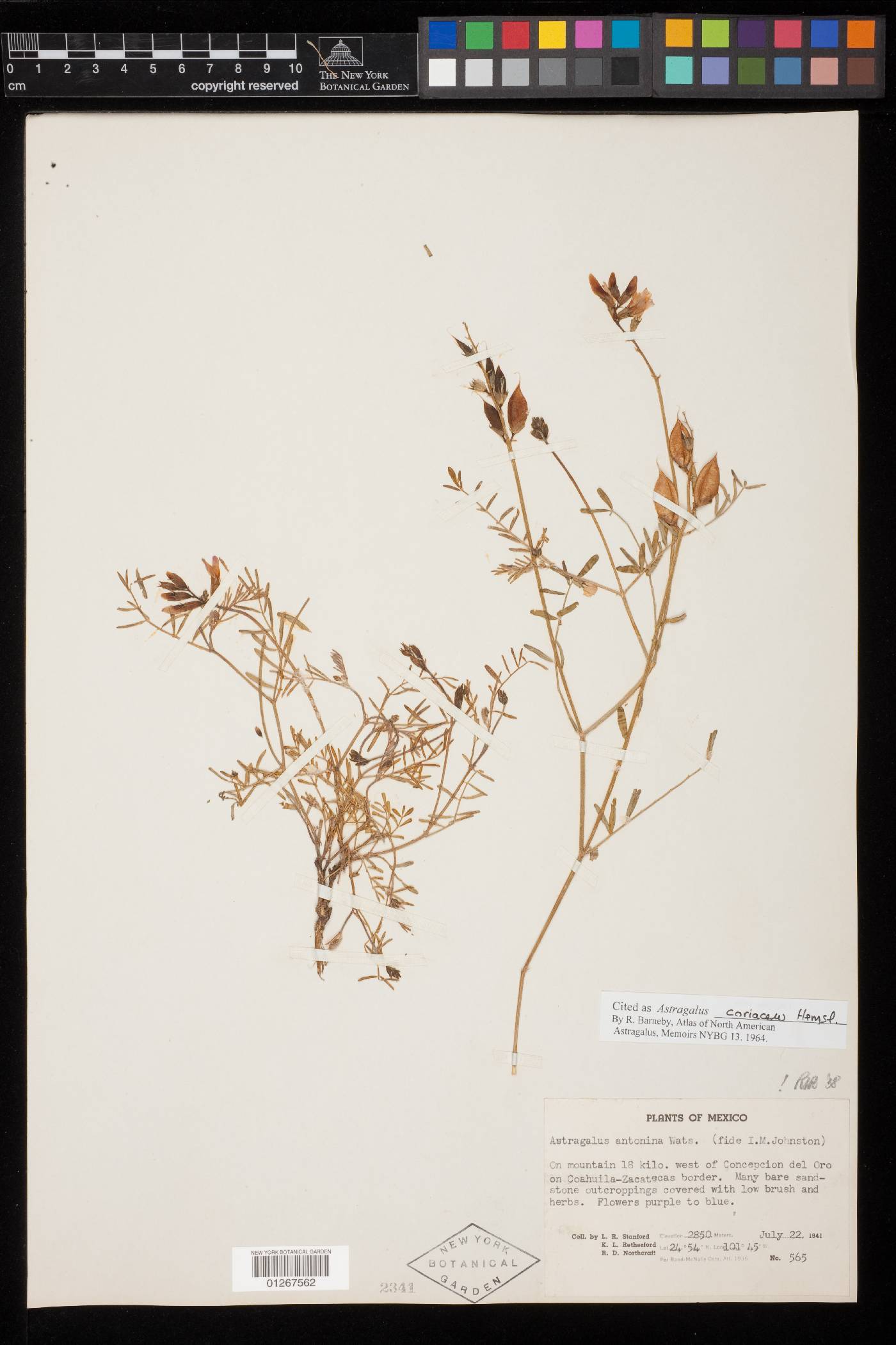 Astragalus coriaceus image