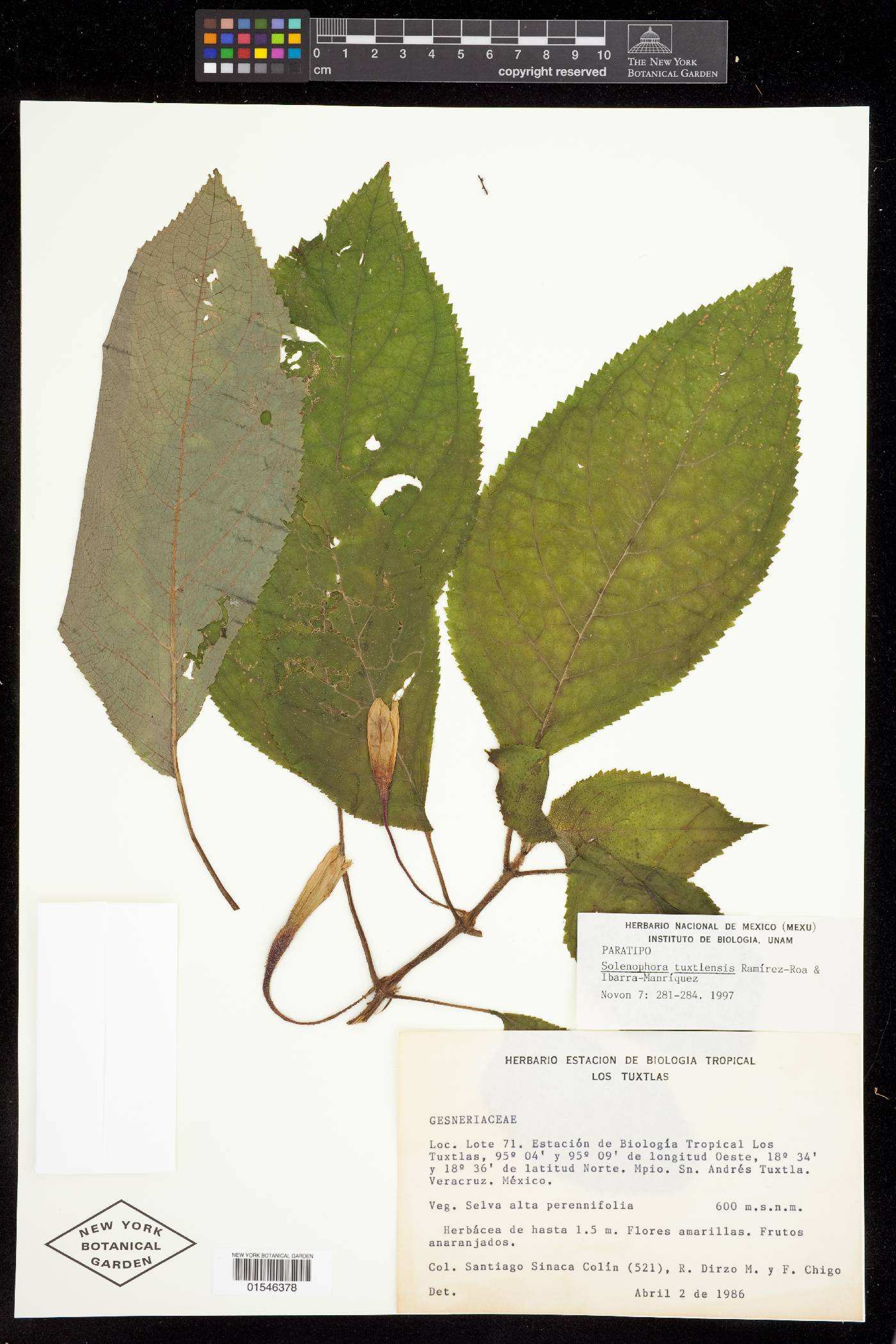 Solenophora tuxtlensis image
