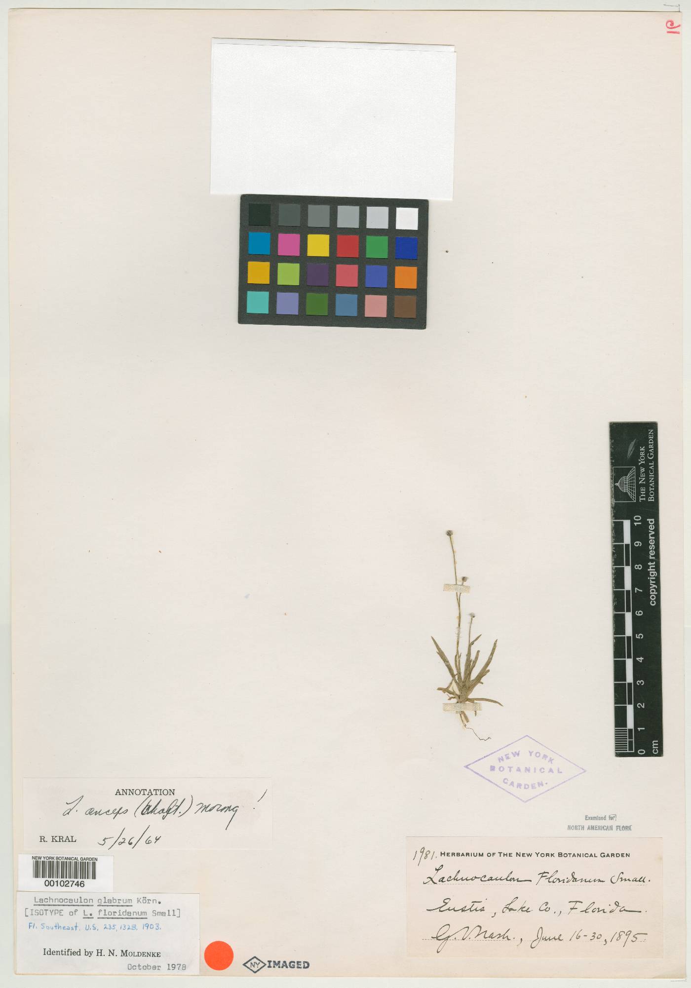 Lachnocaulon floridanum image