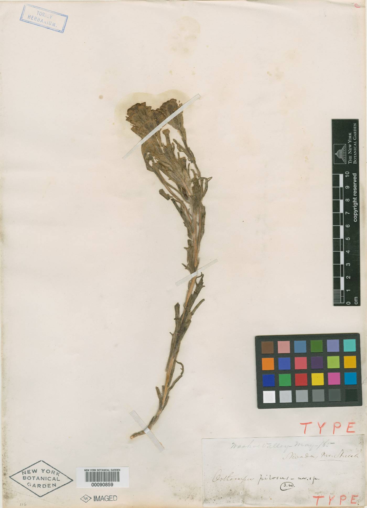 Orthocarpus pilosus image