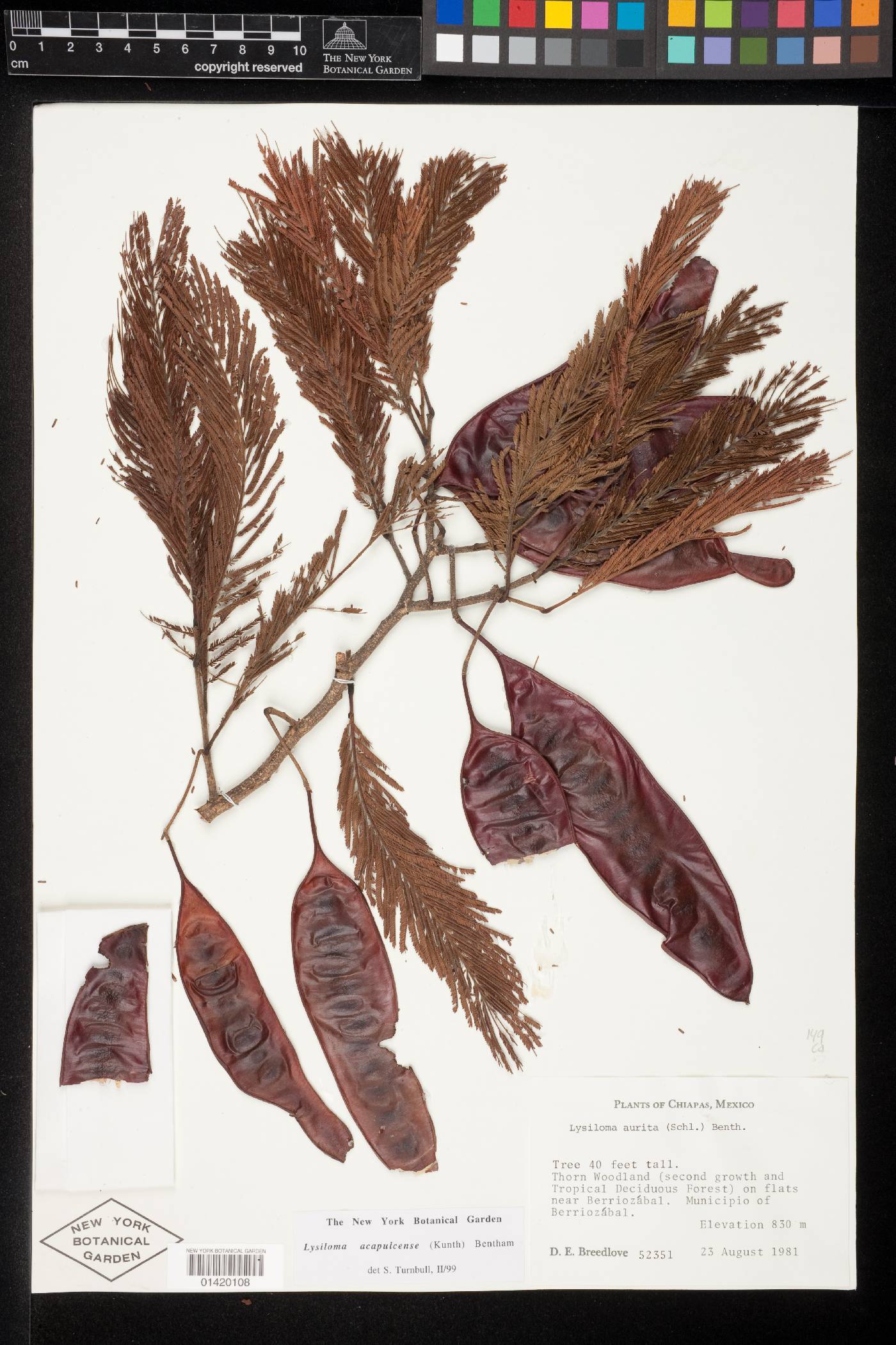 Lysiloma acapulcense image