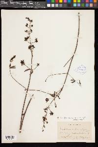 Keckiella breviflora image