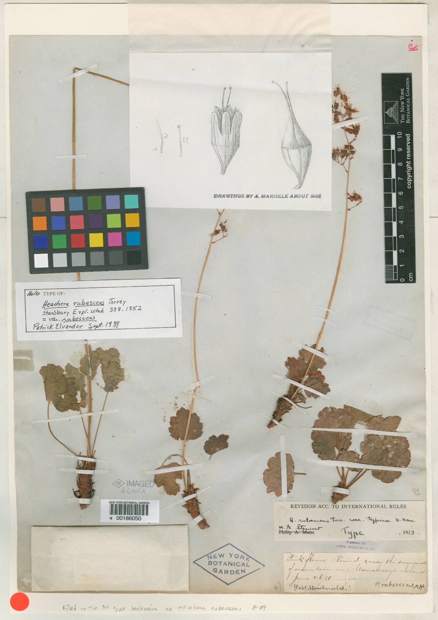 Heuchera rubescens var. typica image