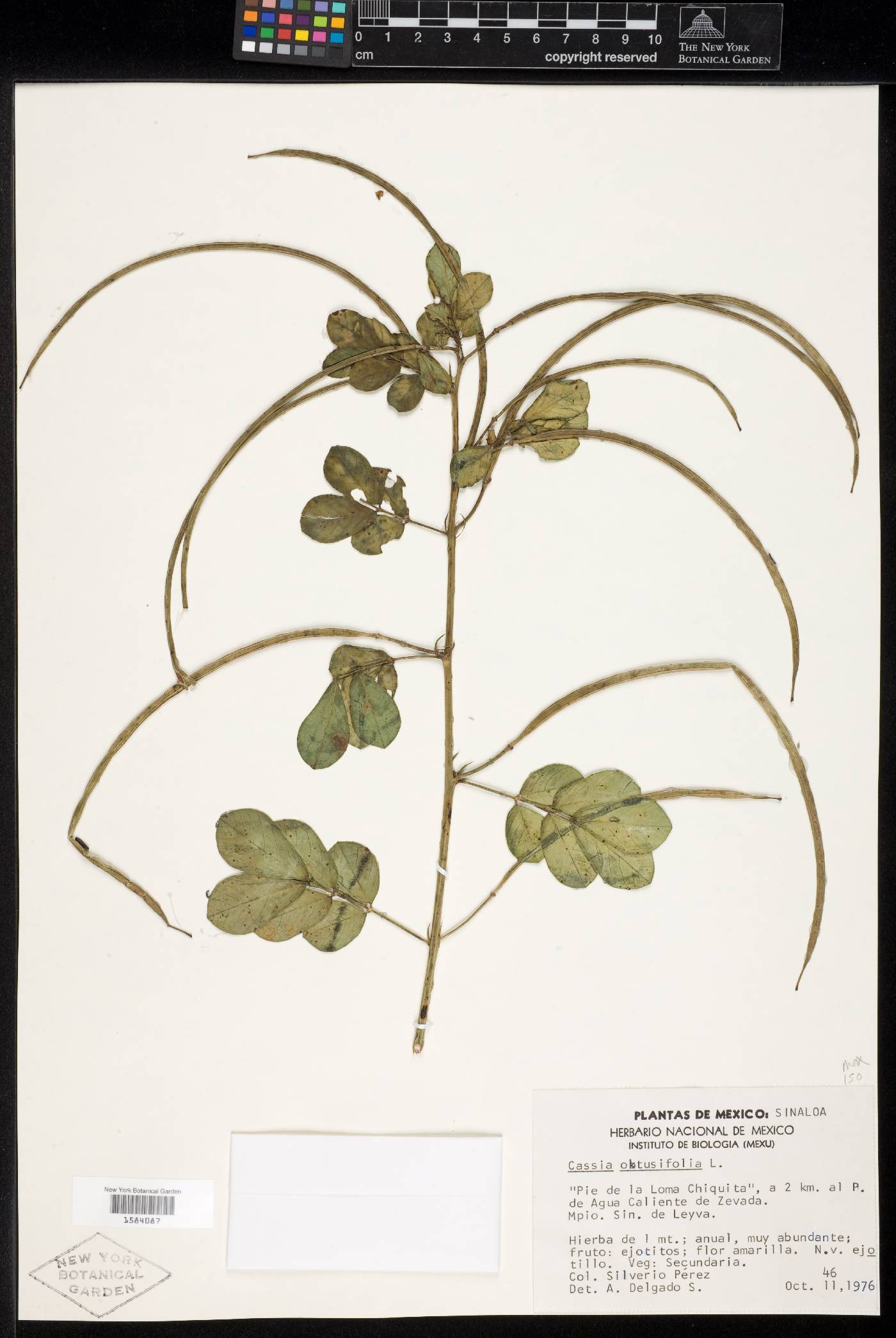 Senna obtusifolia image