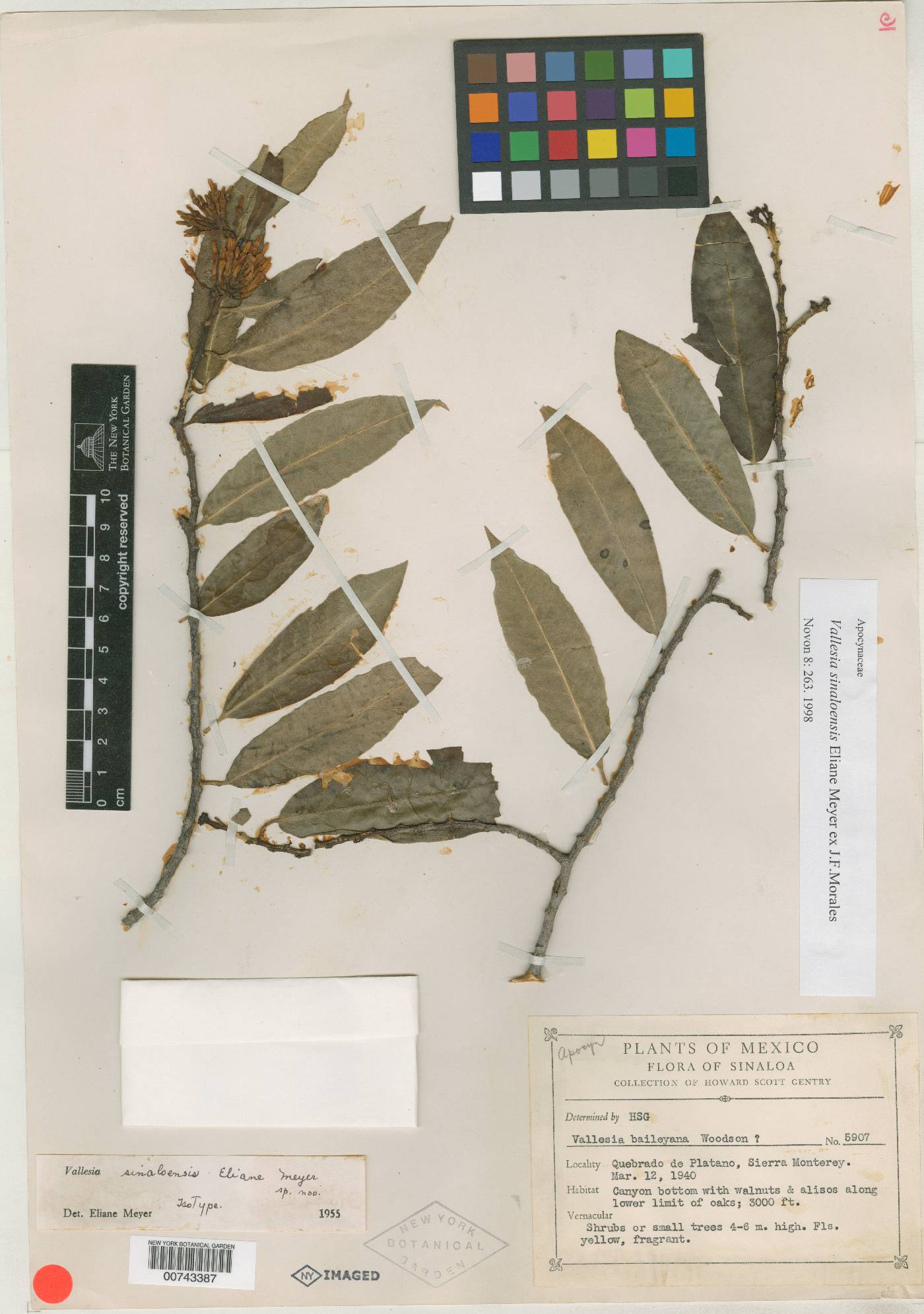 Vallesia sinaloensis image
