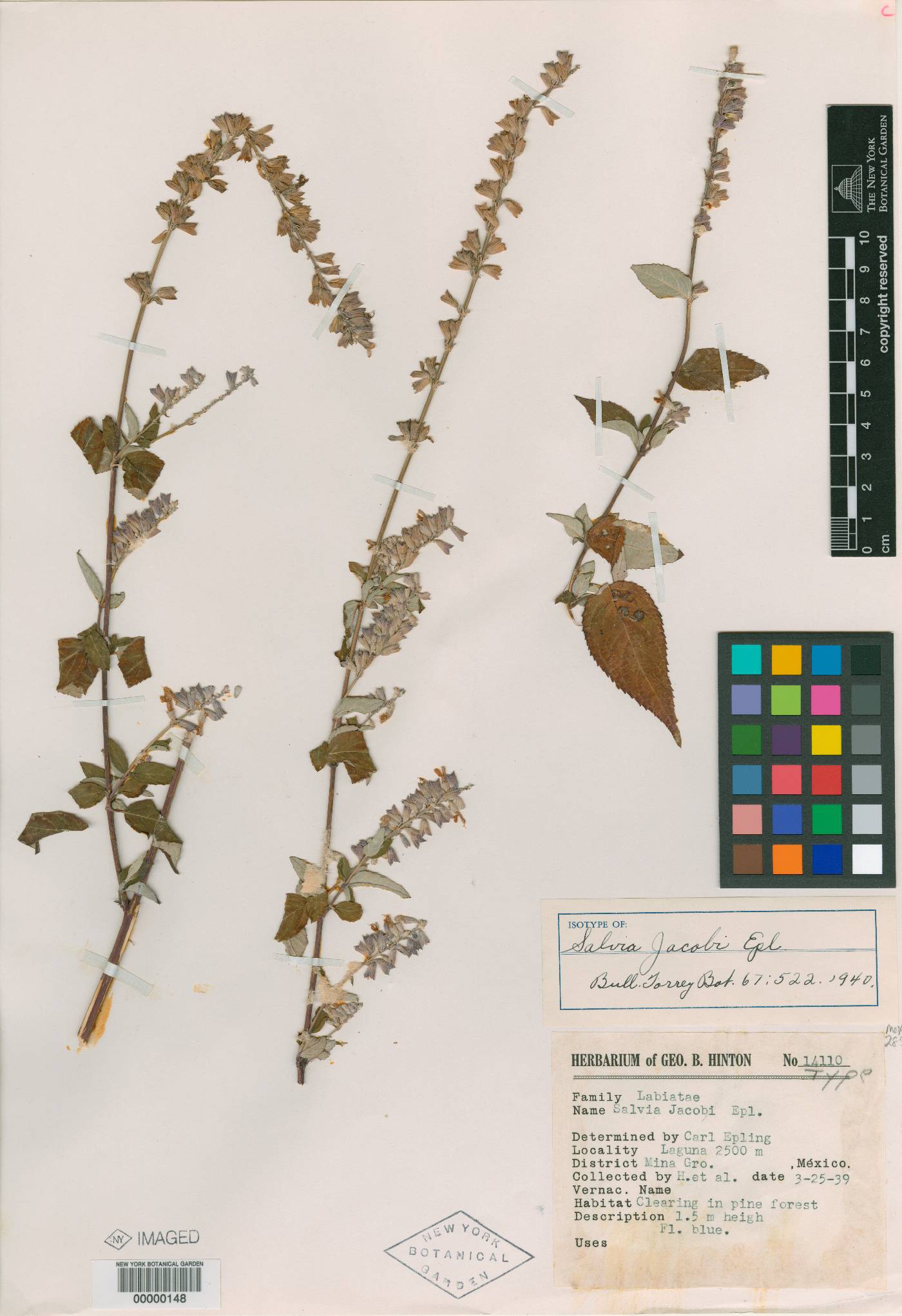 Salvia jacobi image