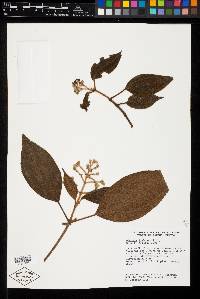 Miconia liebmannii image