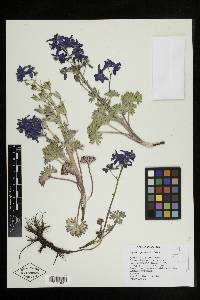 Delphinium glareosum image