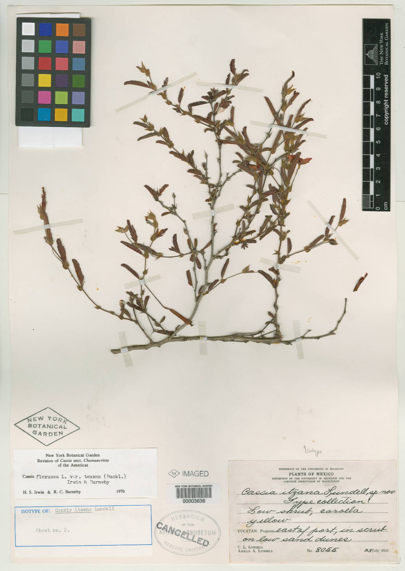 Chamaecrista flexuosa image