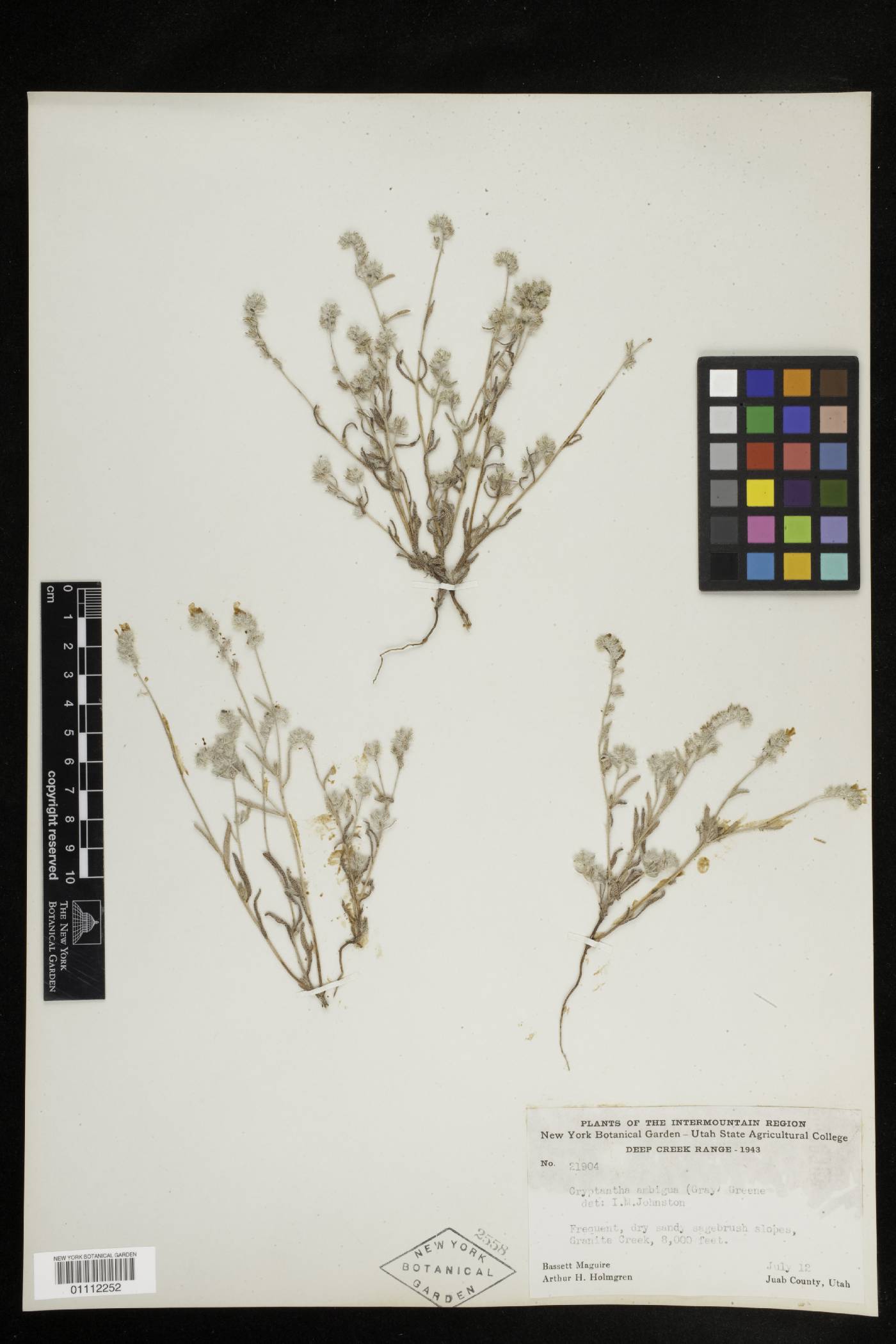 Cryptantha ambigua image