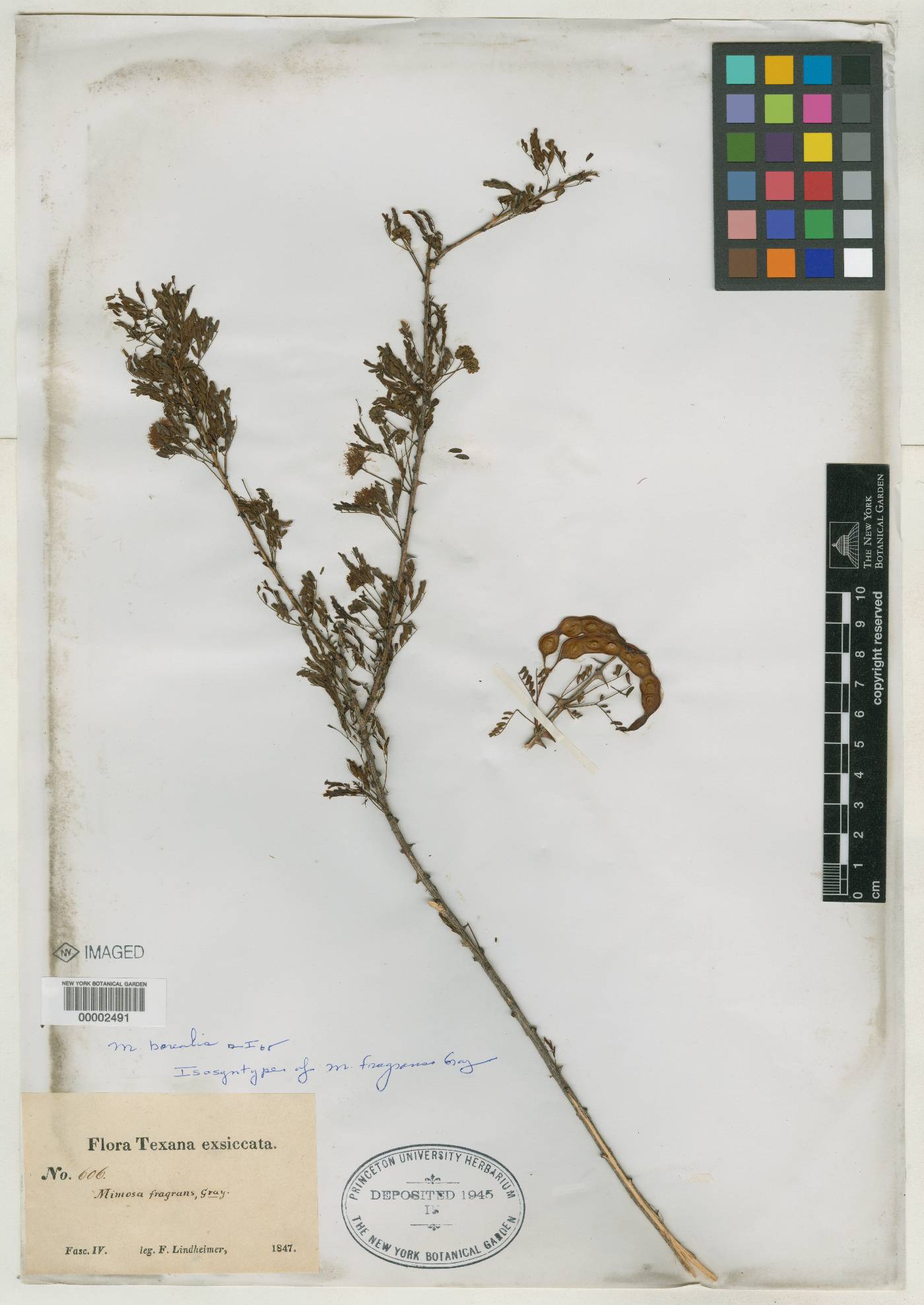 Mimosa fragrans image
