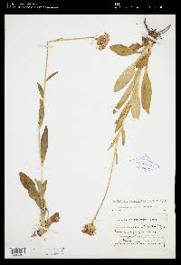 Marshallia grandiflora image