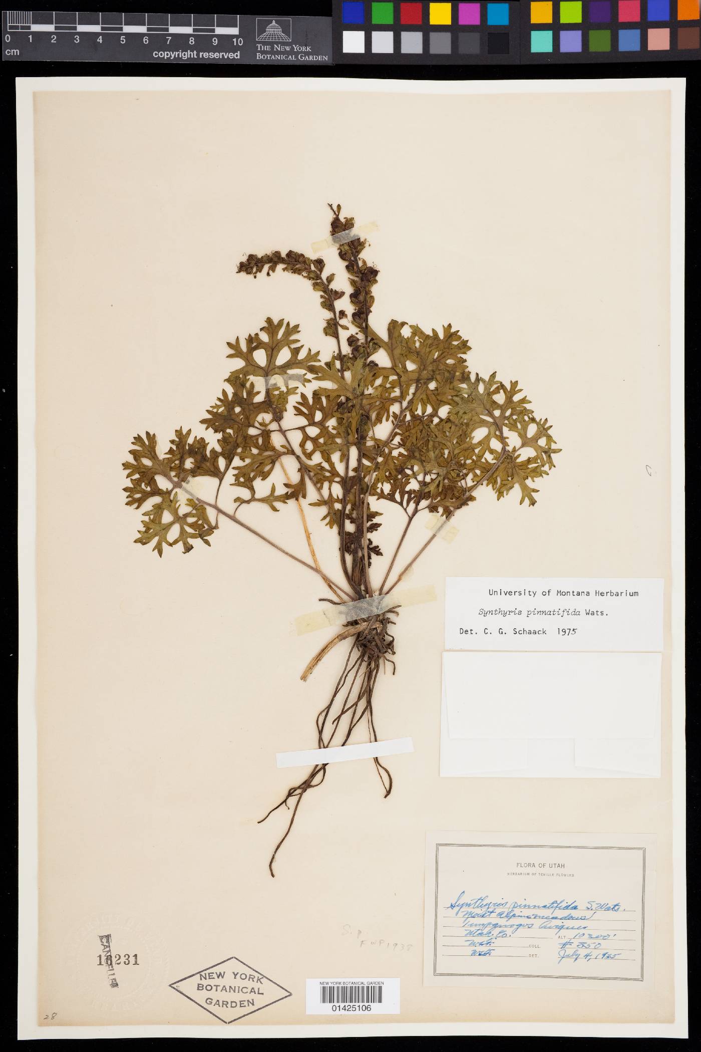 Synthyris pinnatifida image